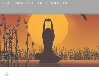 Thai massage in  Terrapin